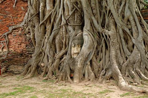  Wat Mahathat: Zabytkowy kompleks świątyni w Ayutthaya z tajemniczą Budda w korzeniach drzewa!