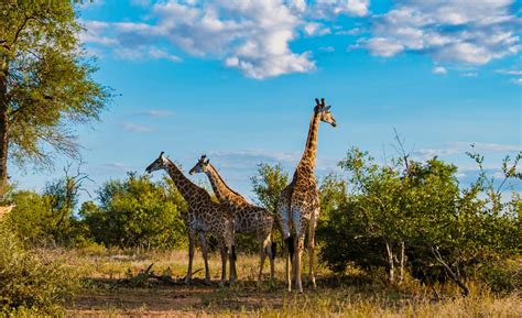 Kruger National Park: Zwiedzaj afrykańską sawannę w całości jej majestatu!